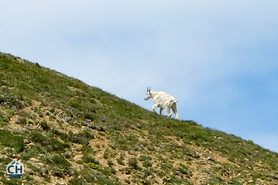 goat on a hillside