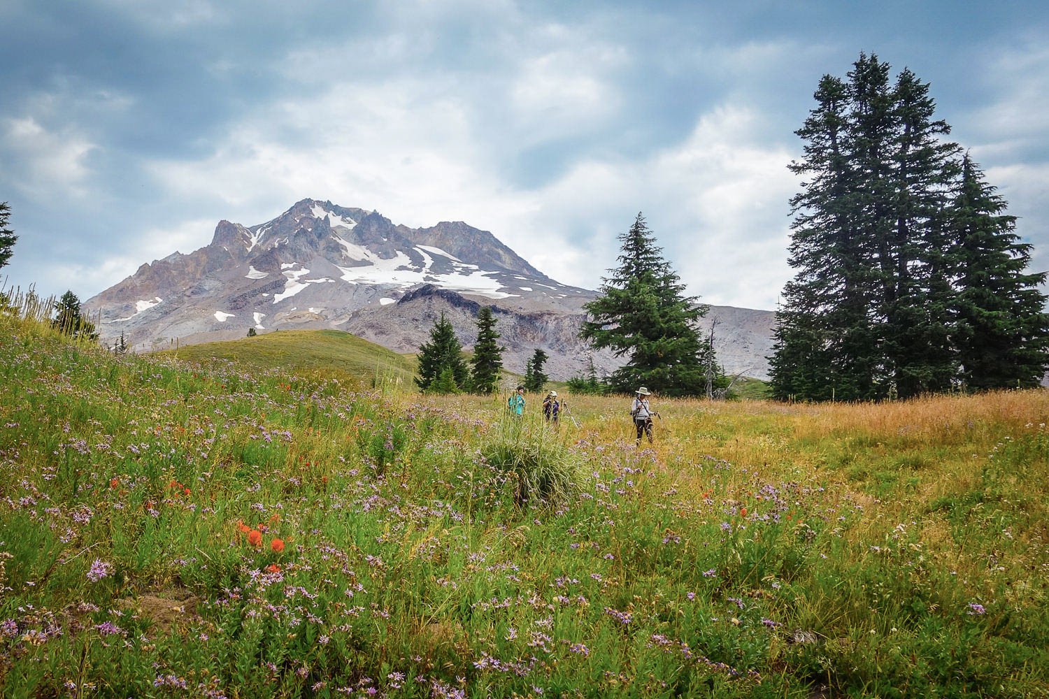 Distant hikers walking through a wildflower meadow on the Timberline Trail.