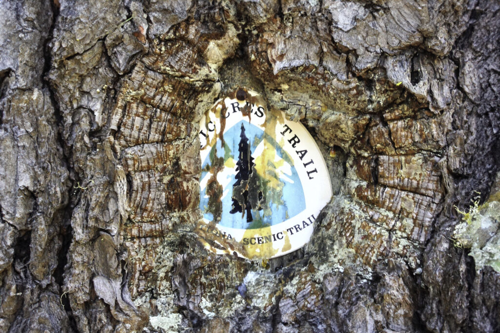 PCT blaze buried in a sappy tree