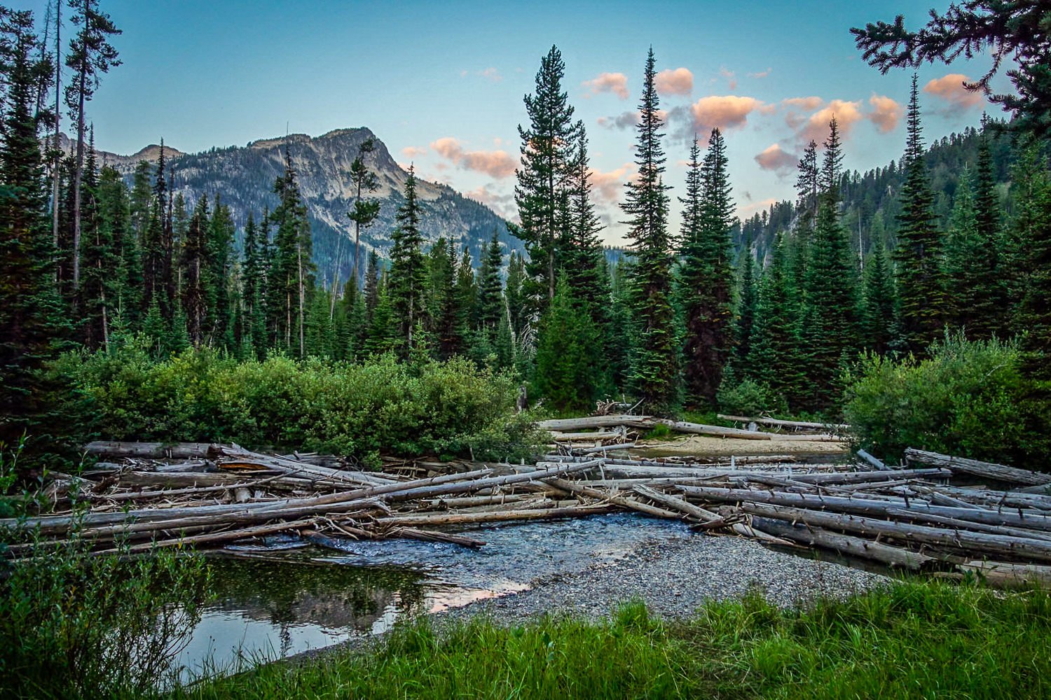 Logs jammed up along a creek in the Wallowa Mountains.