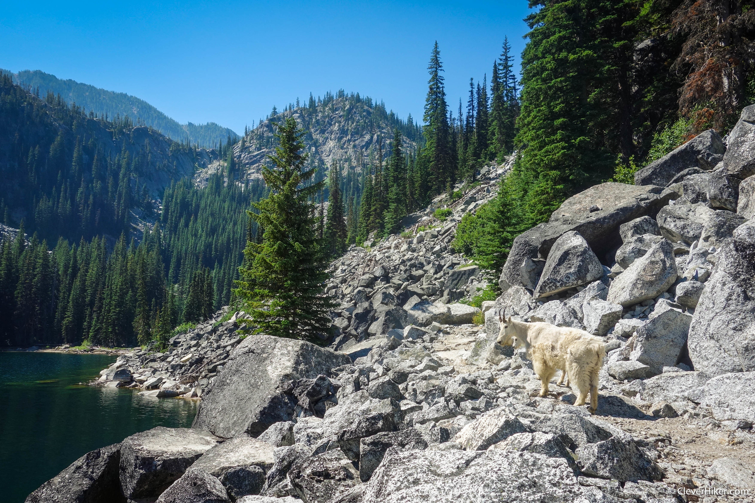 Goat on the trail at lower Snow Lake