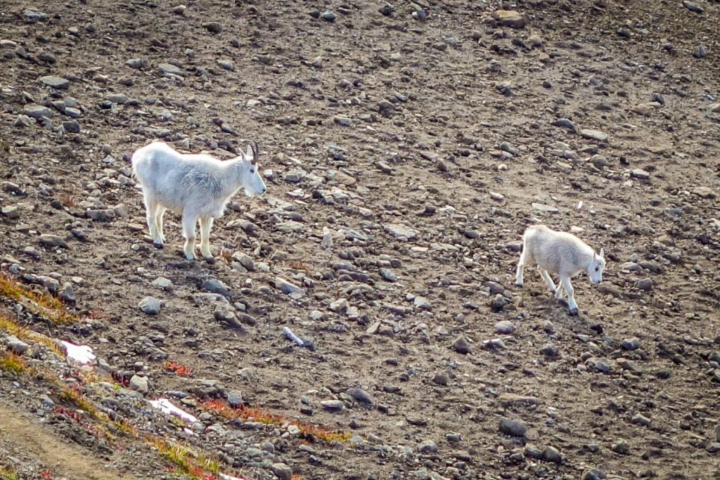 Two white mountain goats walk along a steep scree field.