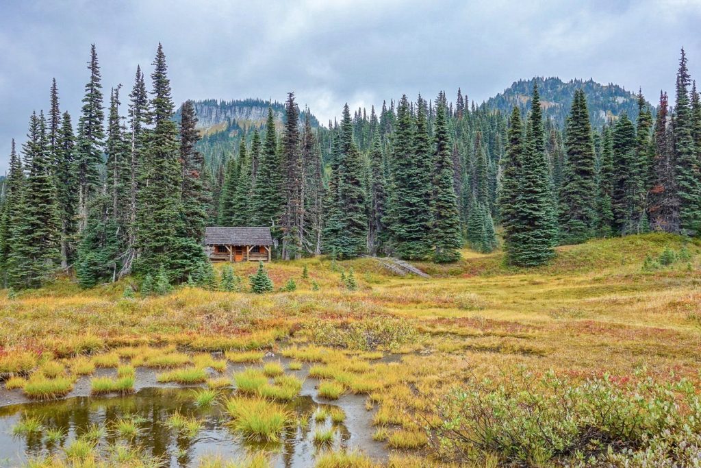 An old cabin sits among tall pine trees, with a yellow and green field in the foreground.