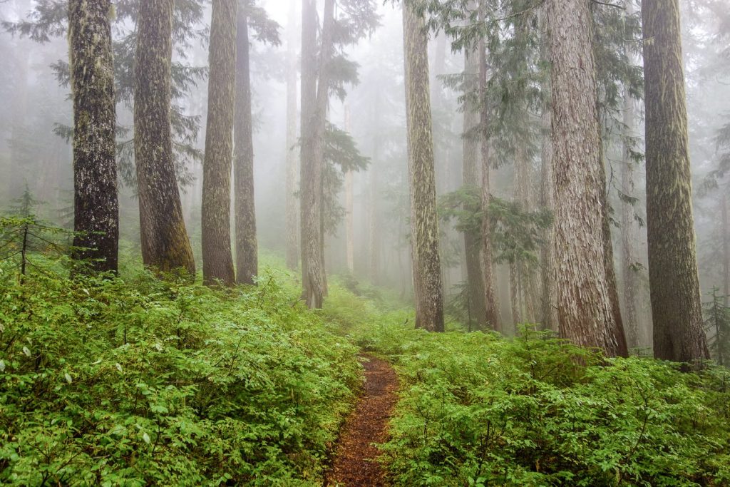 A trail cuts through a lush, foggy forest.