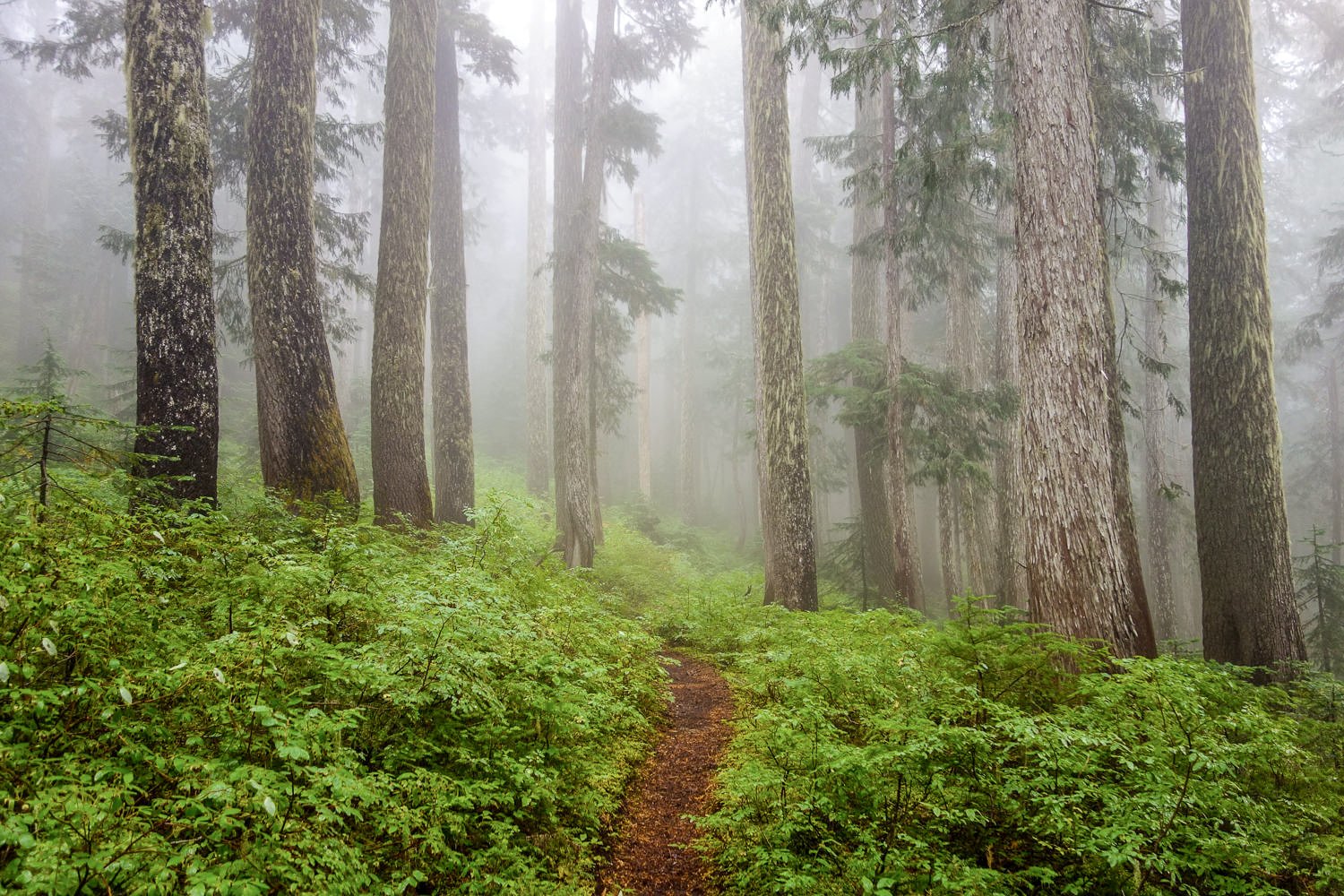 Foggy woods along the Wonderland Trail