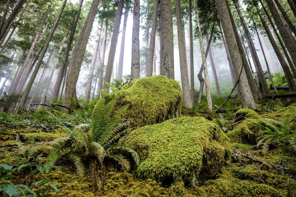 Trees rise up in a mossy, dark forest.