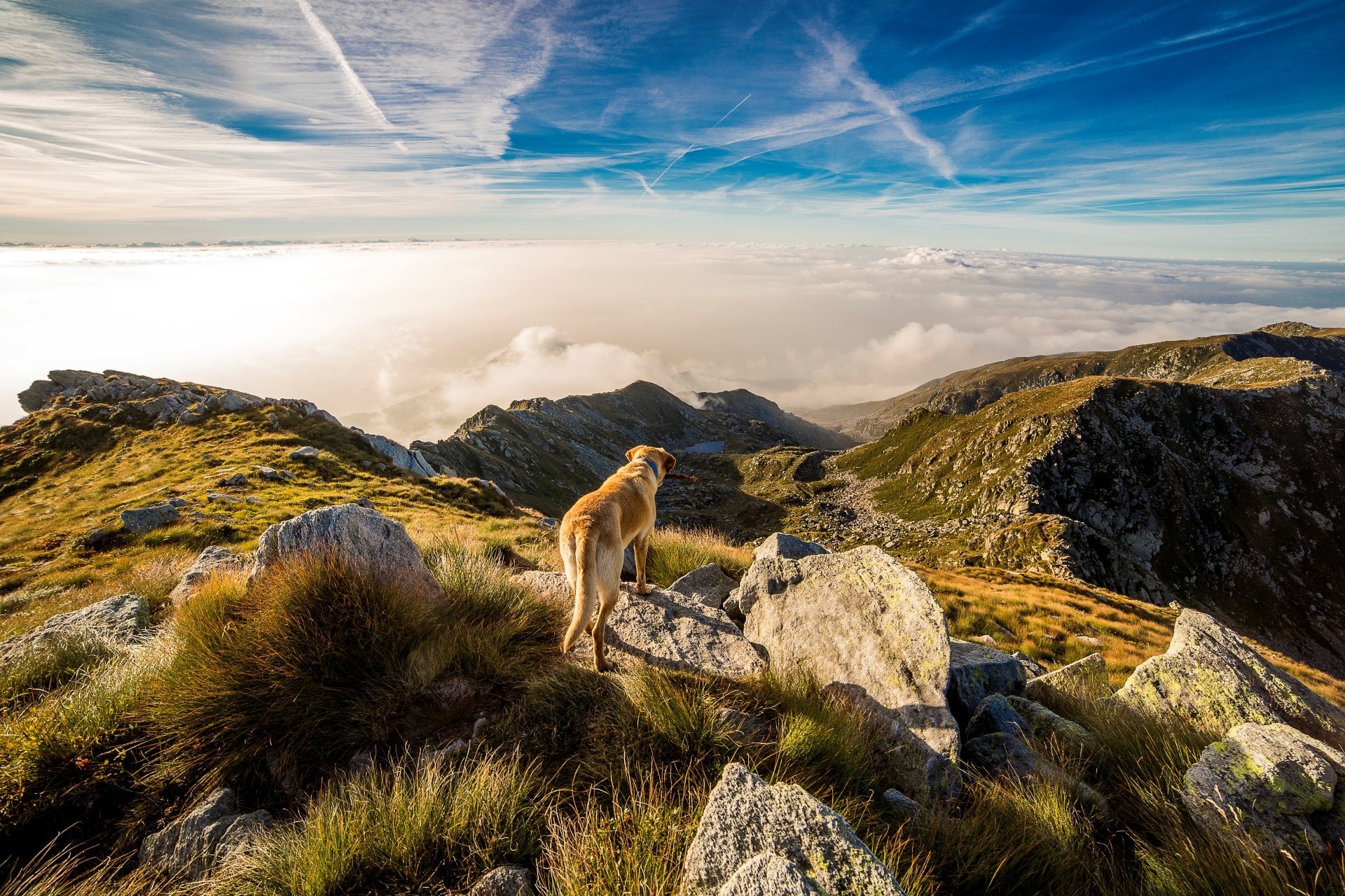 adventure-clouds-dog-65867.jpg