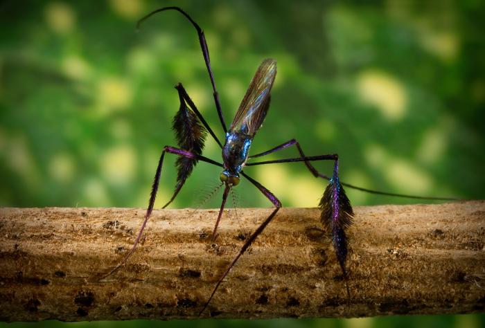 this adorable bloodsucker is a flamboyantly-colored mosquito that's natural inhabitant is the Panamanian forest canopy - image from cdc.gov