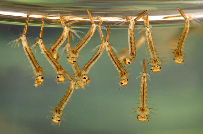 mosquito larvae from culex species in standing water - image from cdc.gov