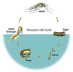 life cycle of the mosquito- image: cdc.gov