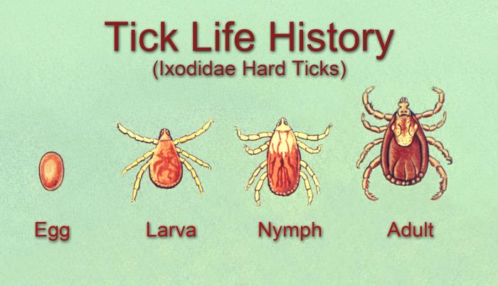 tick development stages - image from cdc.gov