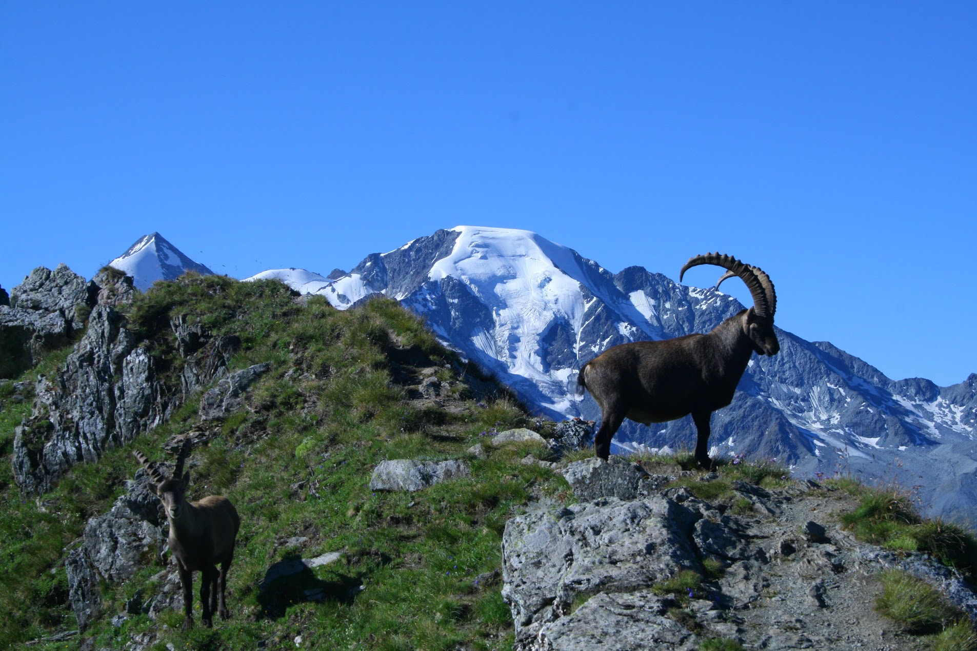 ibex peeing on a mountain top