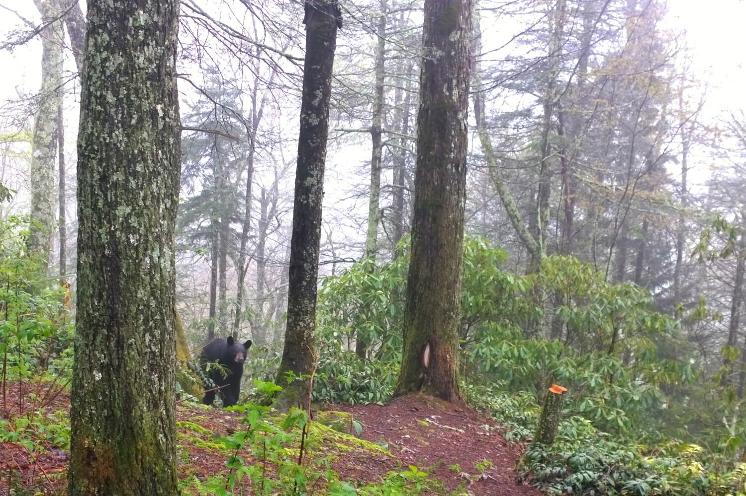 Black bear in the smokies.jpg