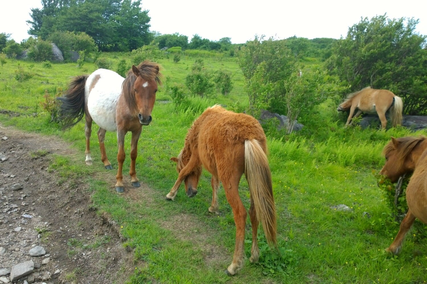 Grayson Highlands ponies.jpg