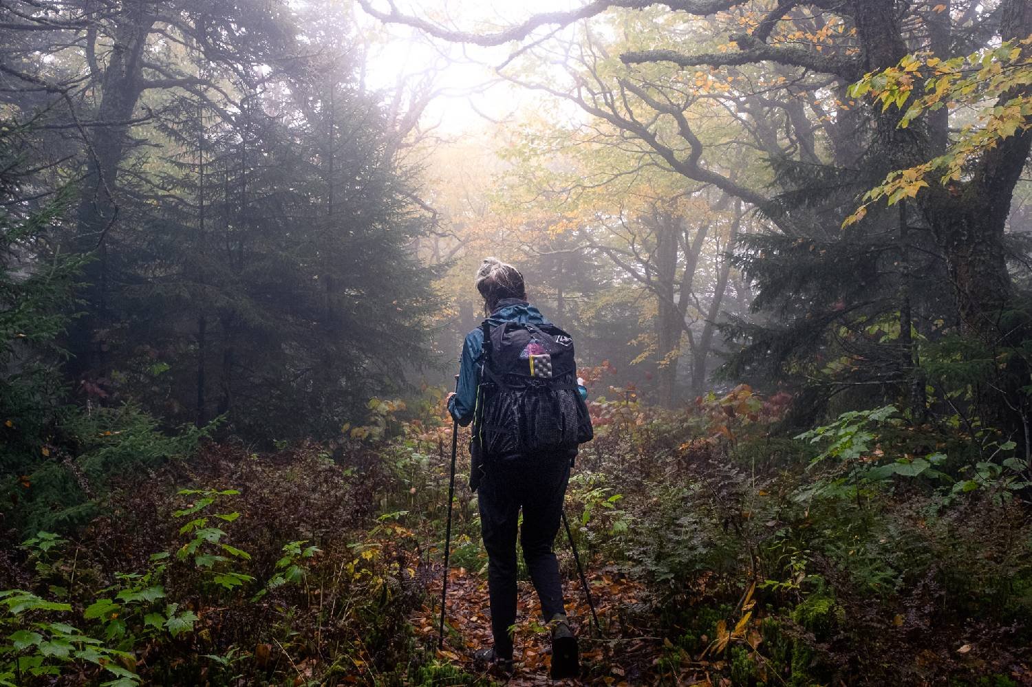 A hiker hiking down a densely forested trail