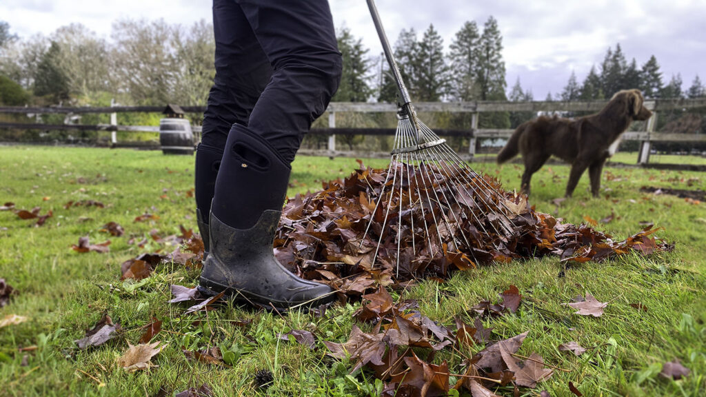 Closeup of a woman wearing the Bogs Classic High Rain Boots, a rake gathering red autumn leaves, and a dog in the background