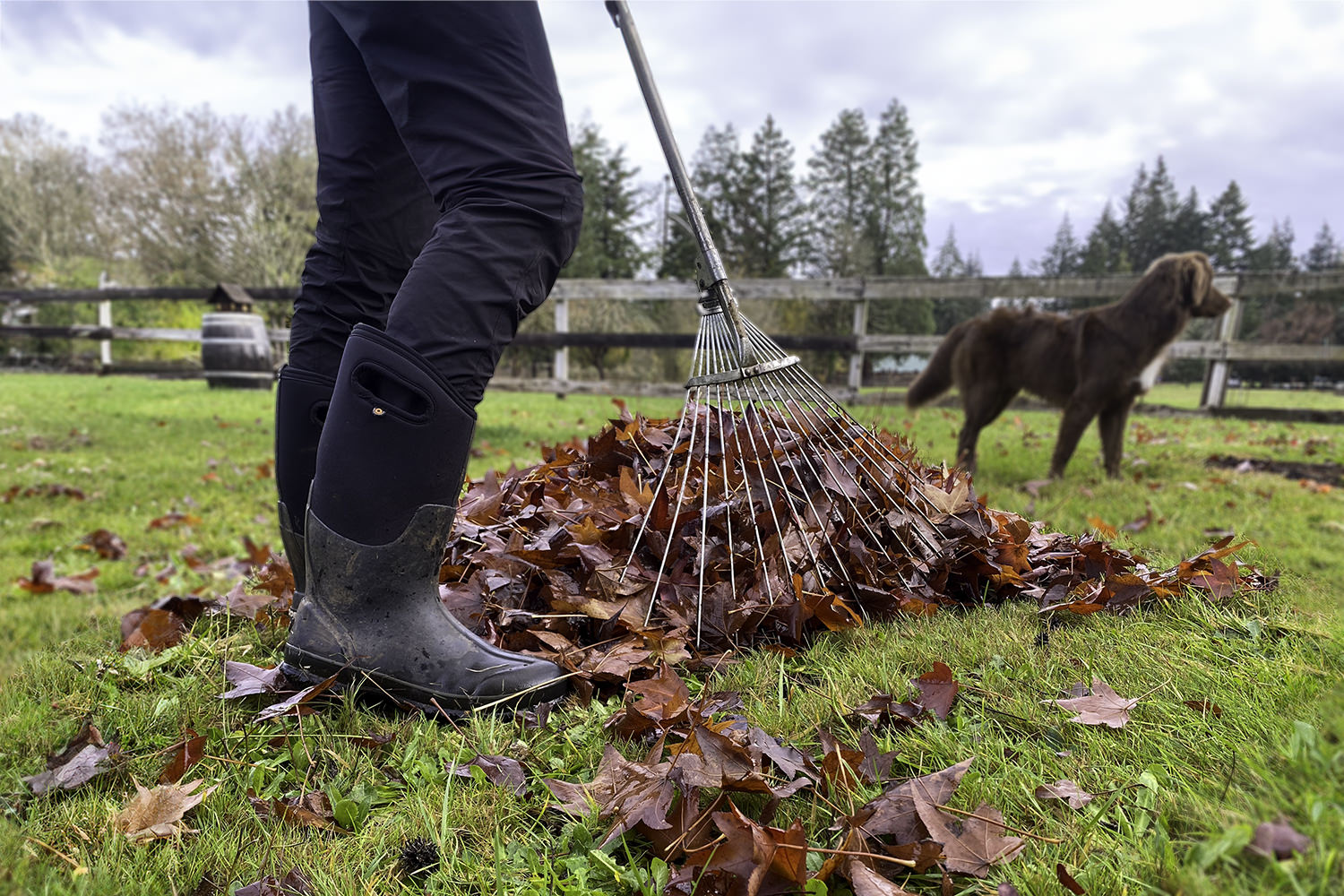 Closeup of a woman wearing the Bogs Classic High Rain Boots, a rake gathering red autumn leaves, and a dog in the background