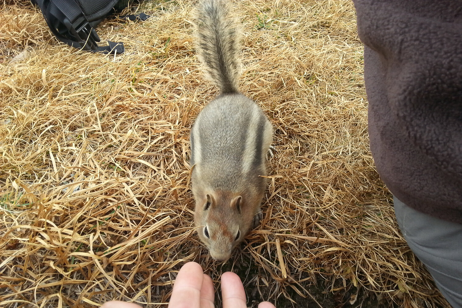 A curious chipmunk trying to get a snack