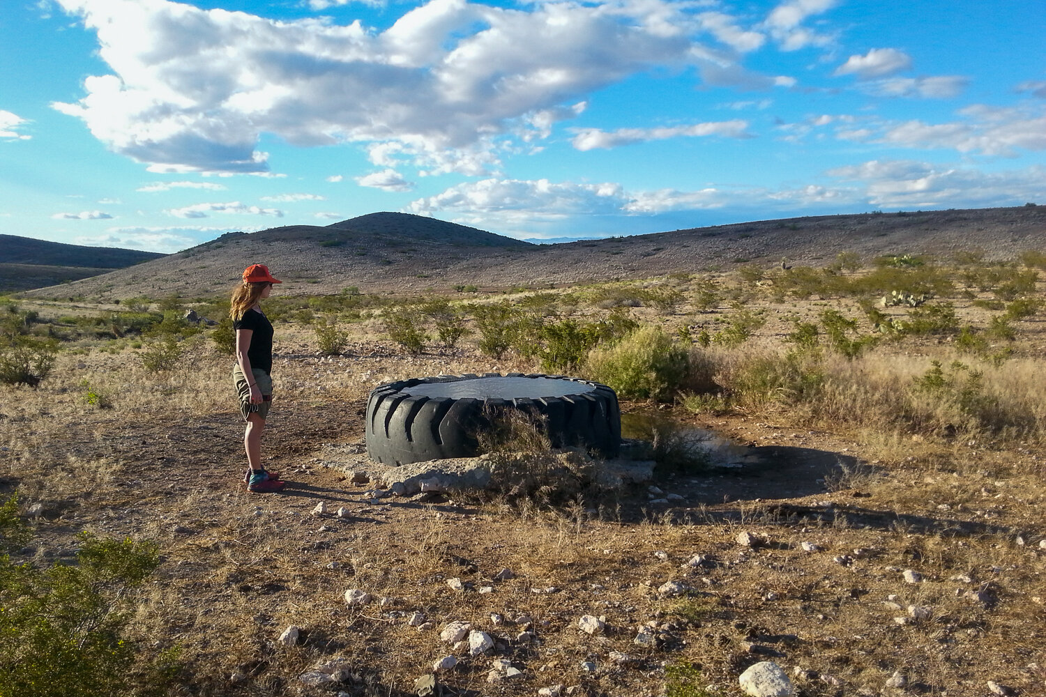 A tire used as a watering hole for cattle in New Mexico