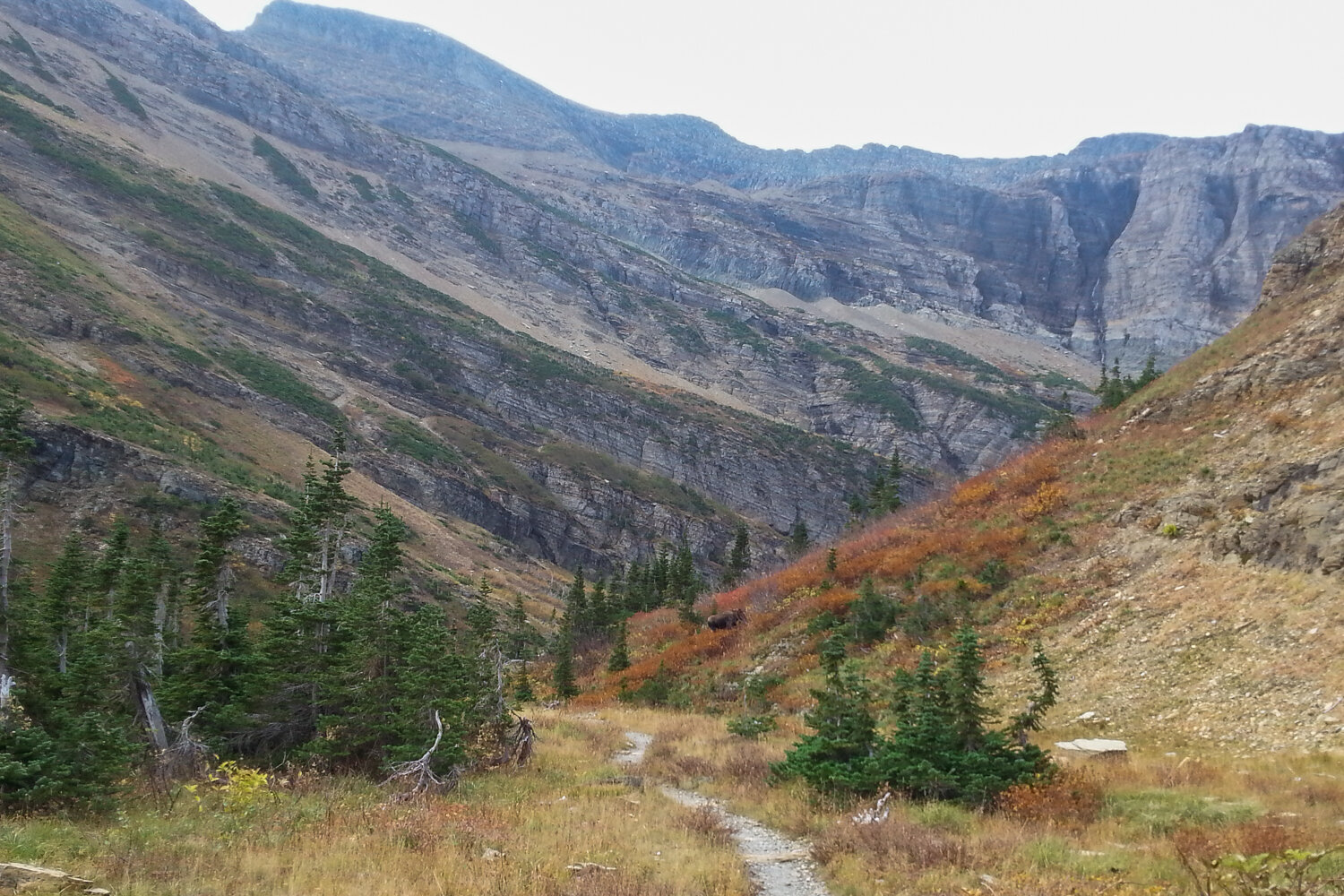 A moose grazing in the distance