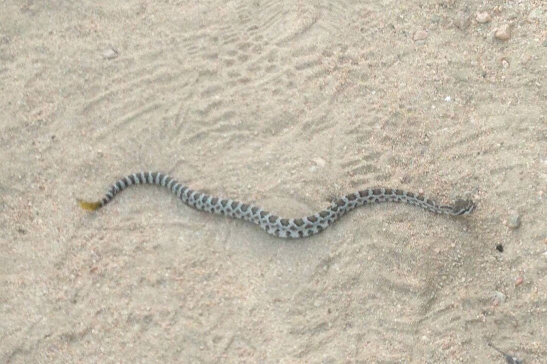 A lethargic rattlesnake on the trail in New Mexico