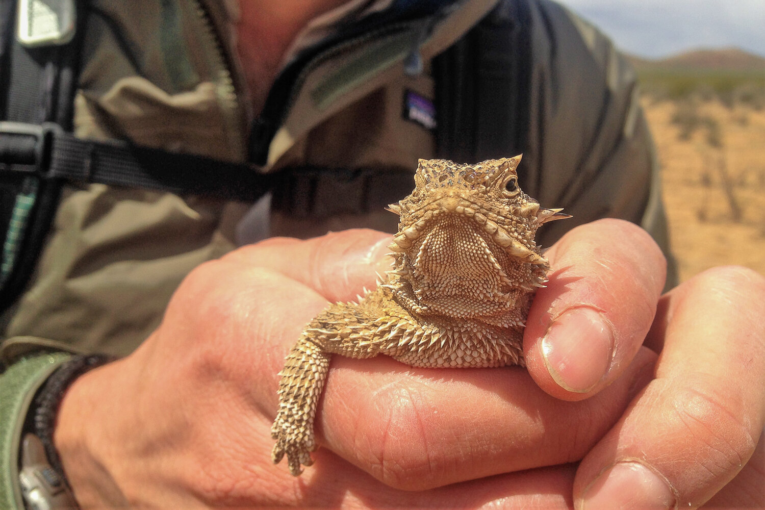 Horny toads are friendly enough, though grumpy looking