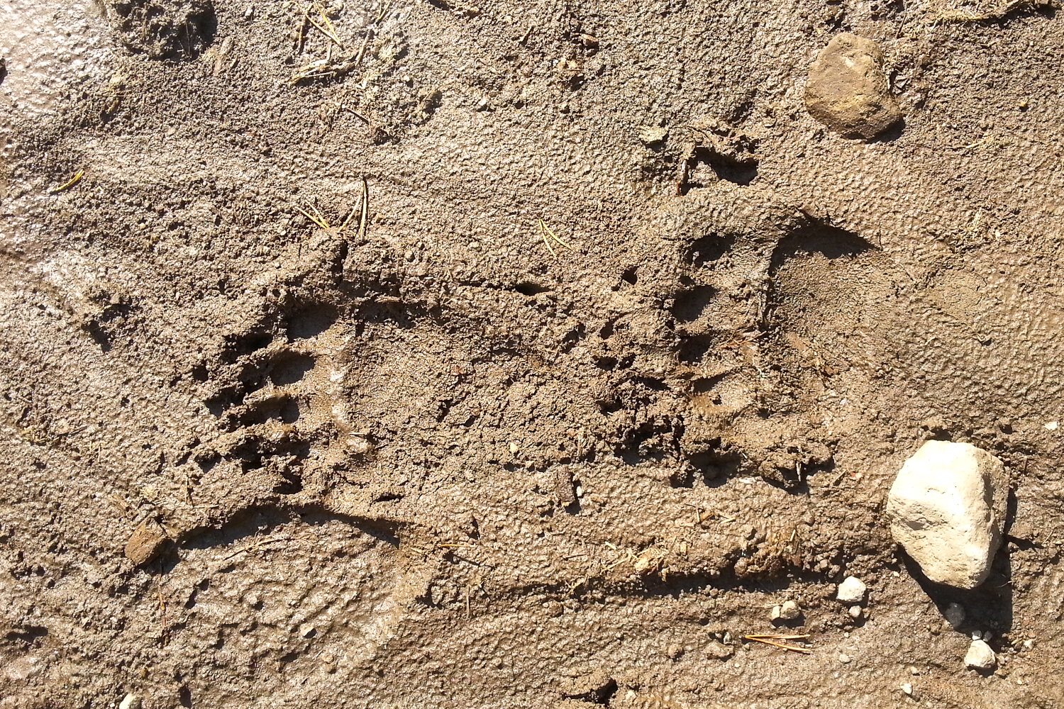 We encountered grizzly bears four times in Glacier National Park, but only saw signs of them in other areas