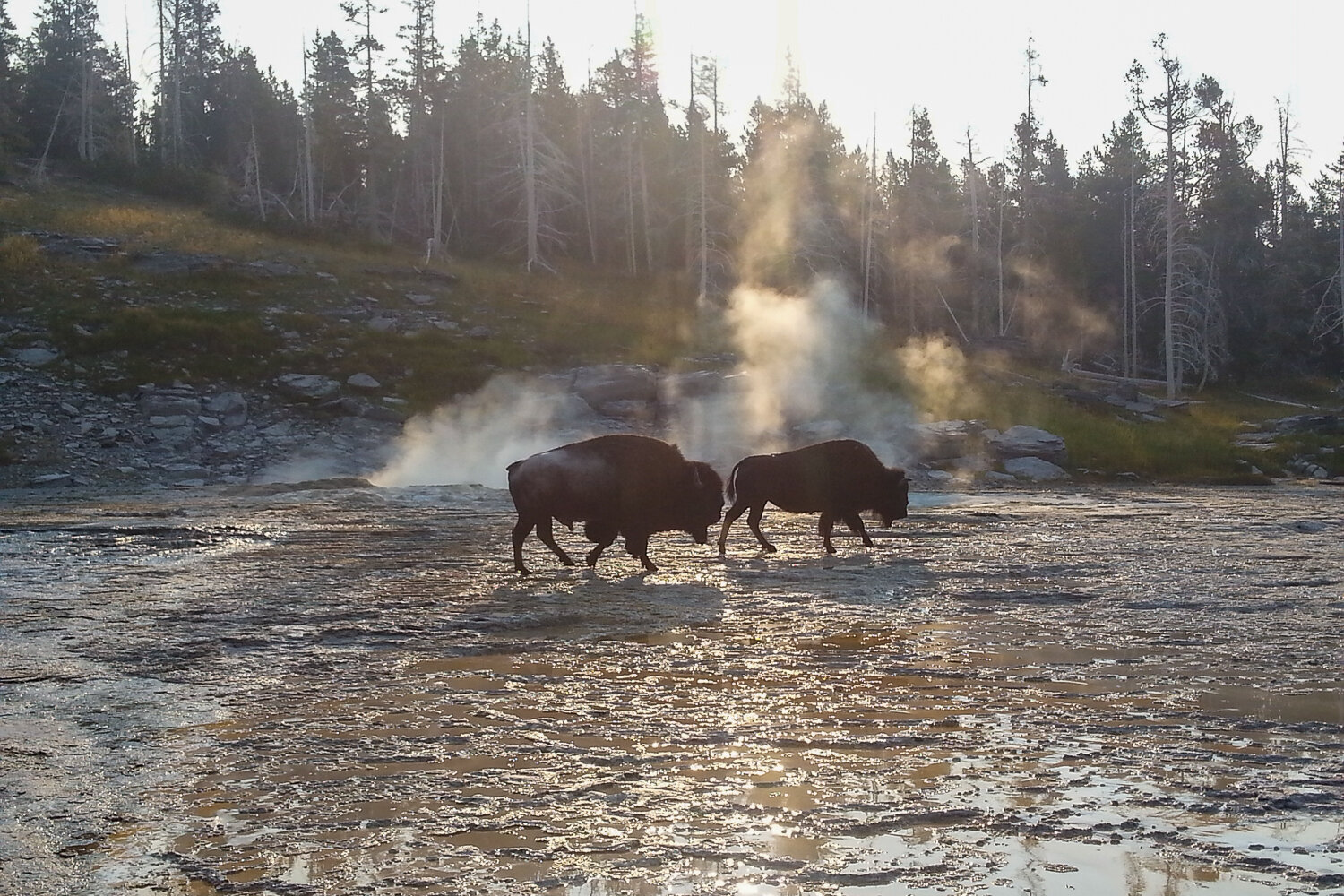 You’ll need a permit in all National Parks, including magnificent Yellowstone