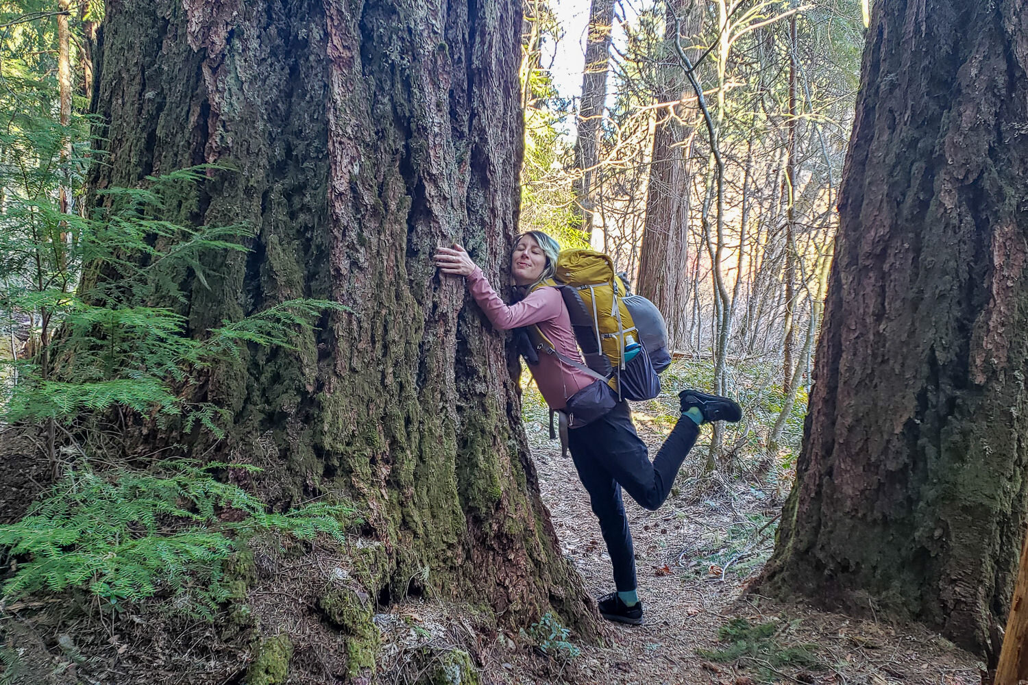 The MRT weaves through gorgeous old-growth forests full of rhododendrons, ferns, and Oregon Grape.