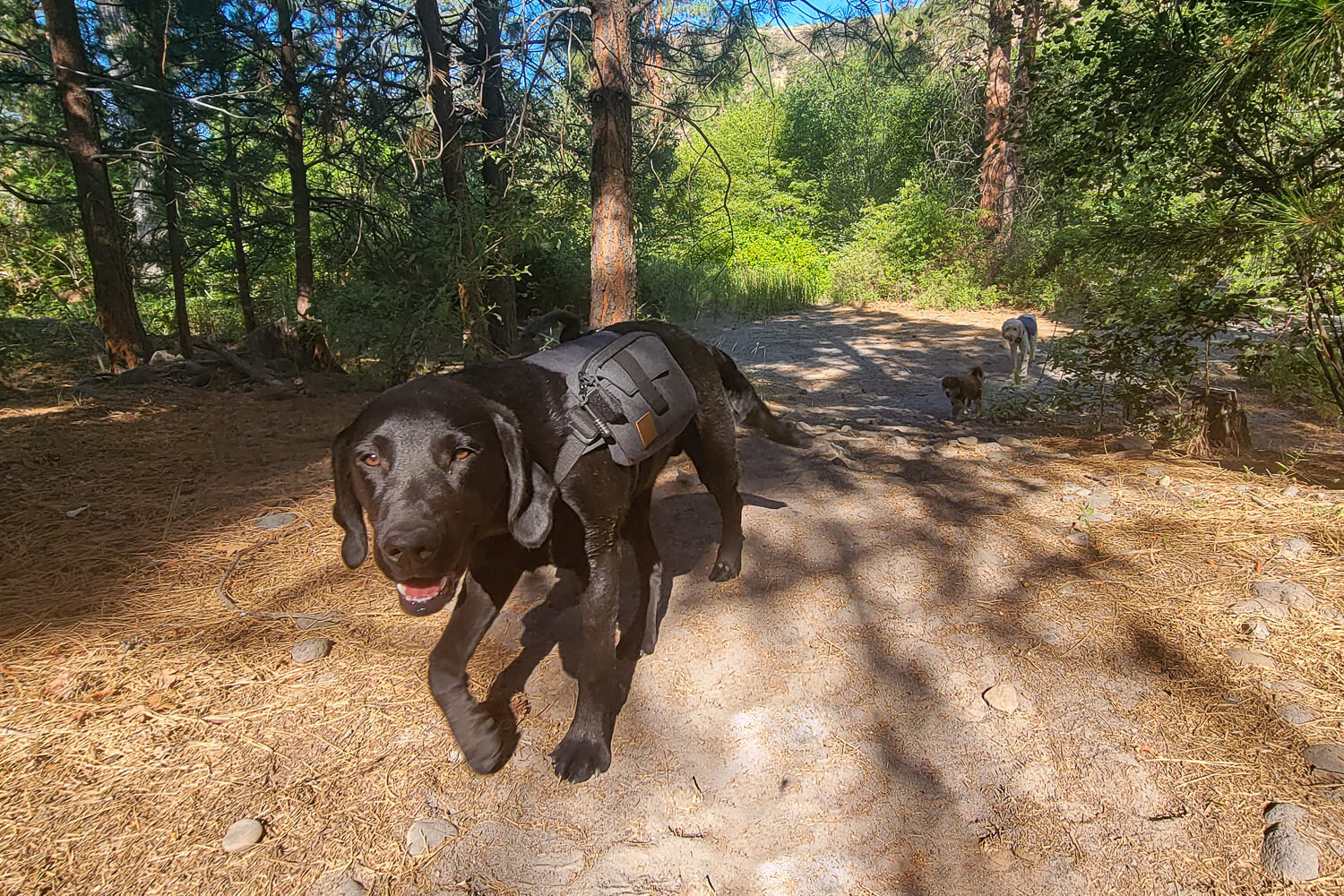 if your dog carries a backpack - Harvey is rocking the Onetigris Hoppy Camper - you can stash poop bags in one of the pockets