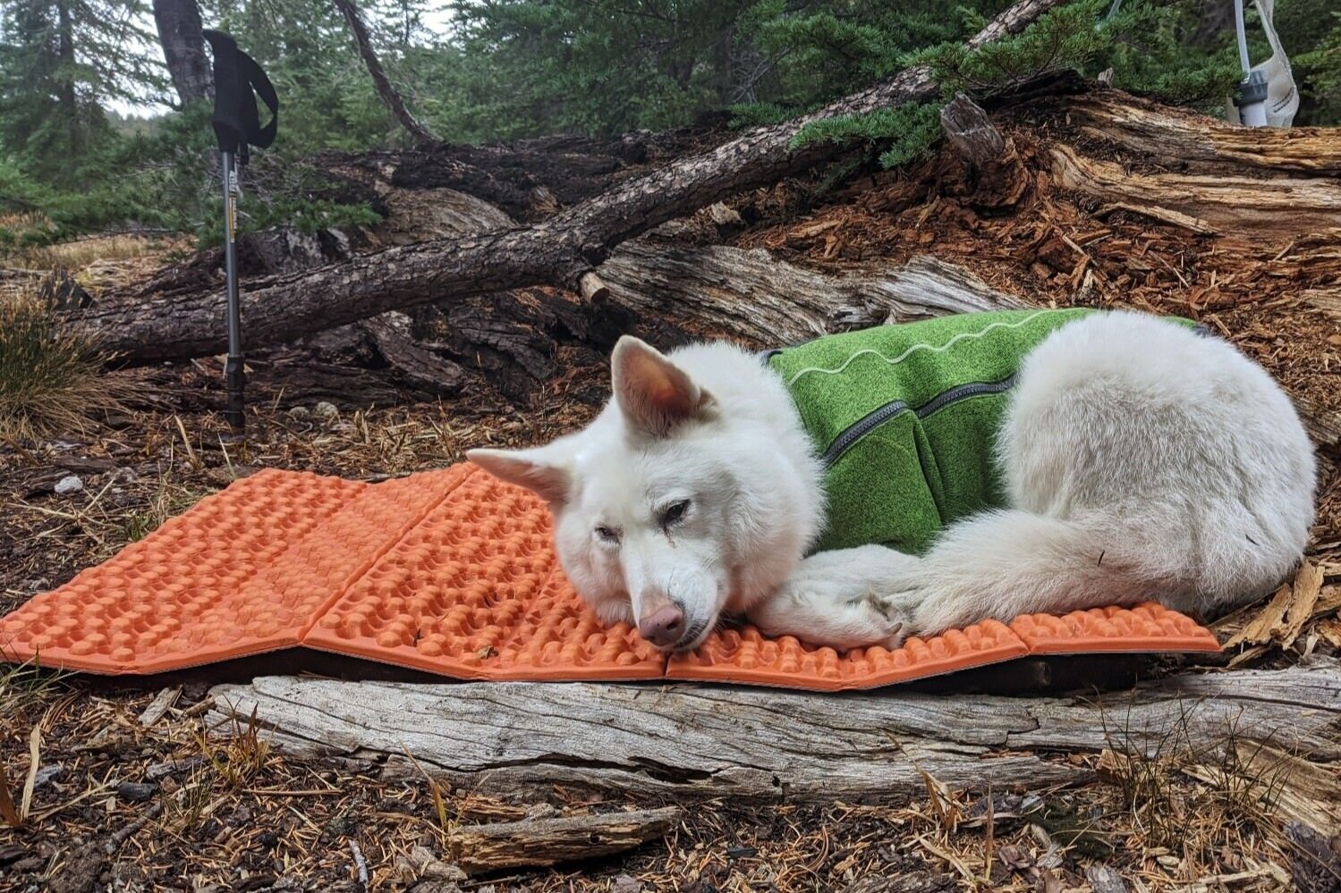Eco rests in camp on a NEMO Switchback that we cut to size for her