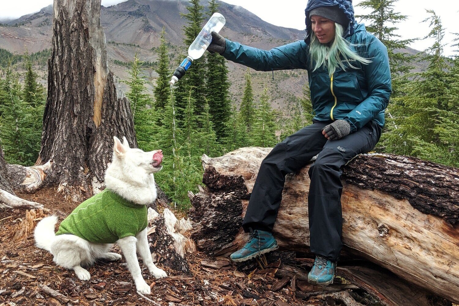 Make sure to filter all of the water you offer your dog in the backcountry