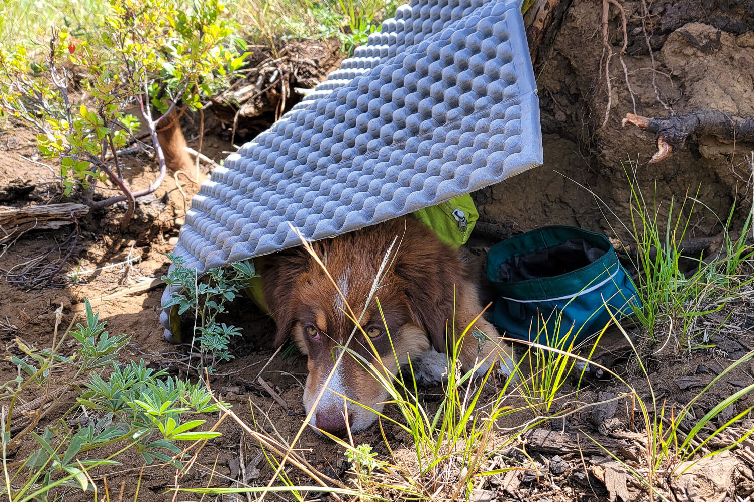 Give your dog plenty of breaks in the shade during hot days on the trail