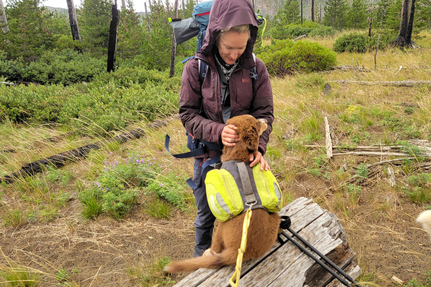 Give your dog lots of encouragement on backpacking trips so they can build confidence