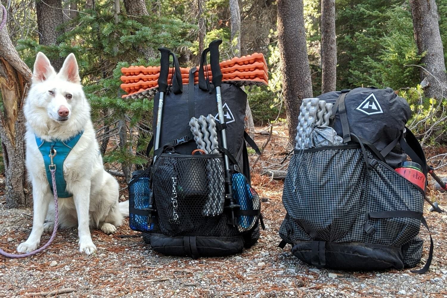 A long hike is an excellent way to build upon a great relationship with your dog