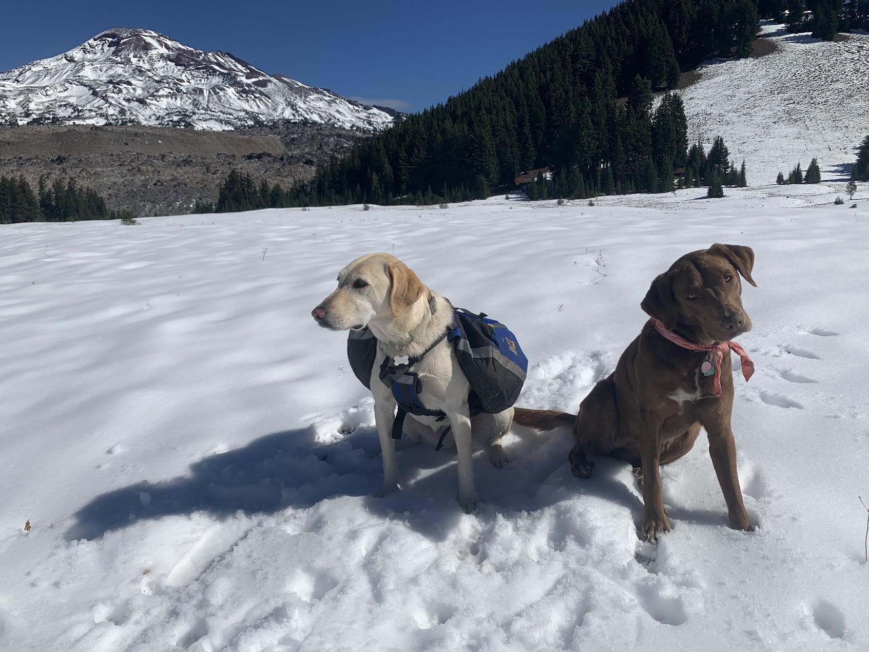 two dogs sitting on a snowy meadow in front of a volcano 