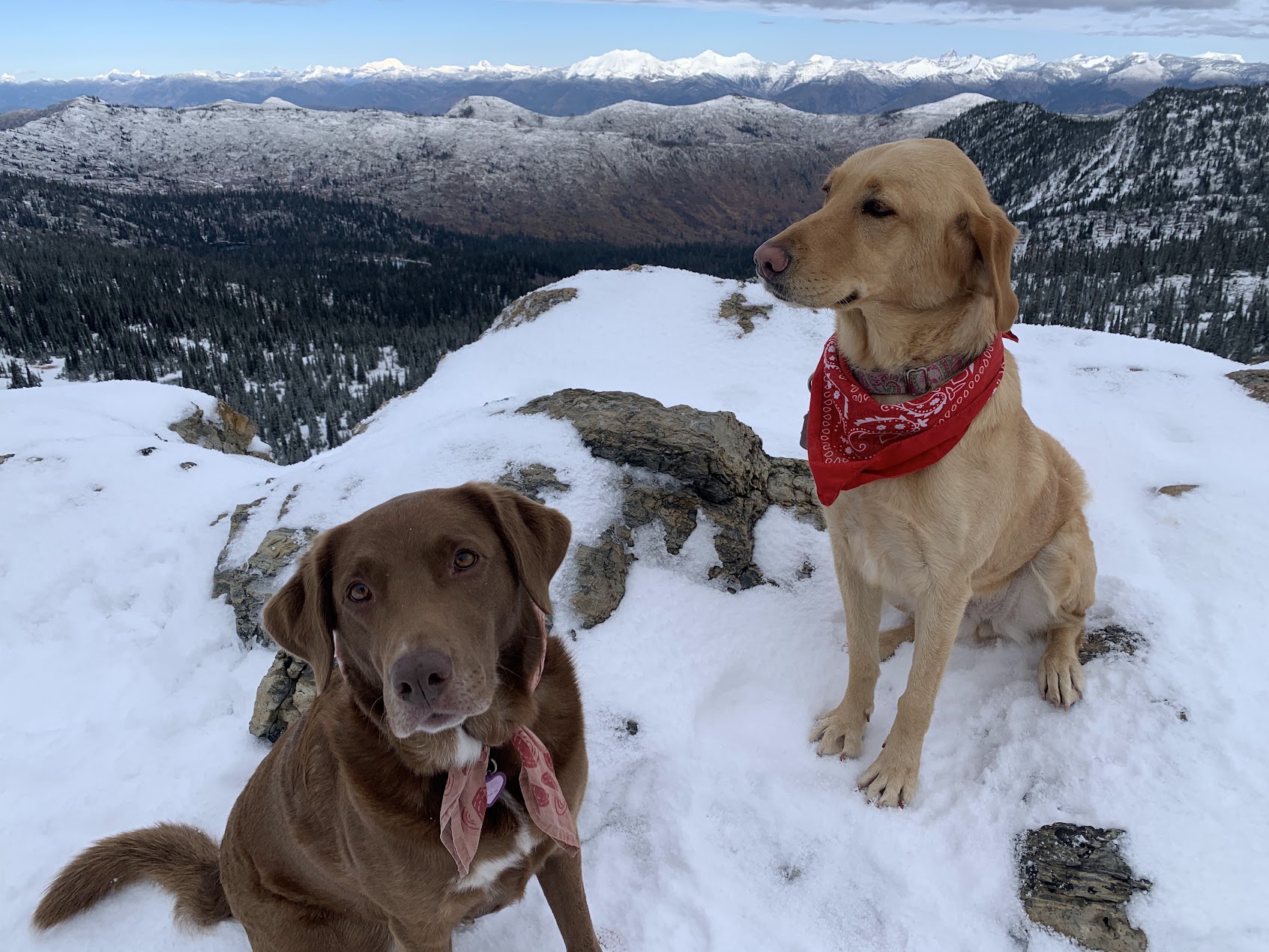 two dogs on a snowy ridge with mountains in the background