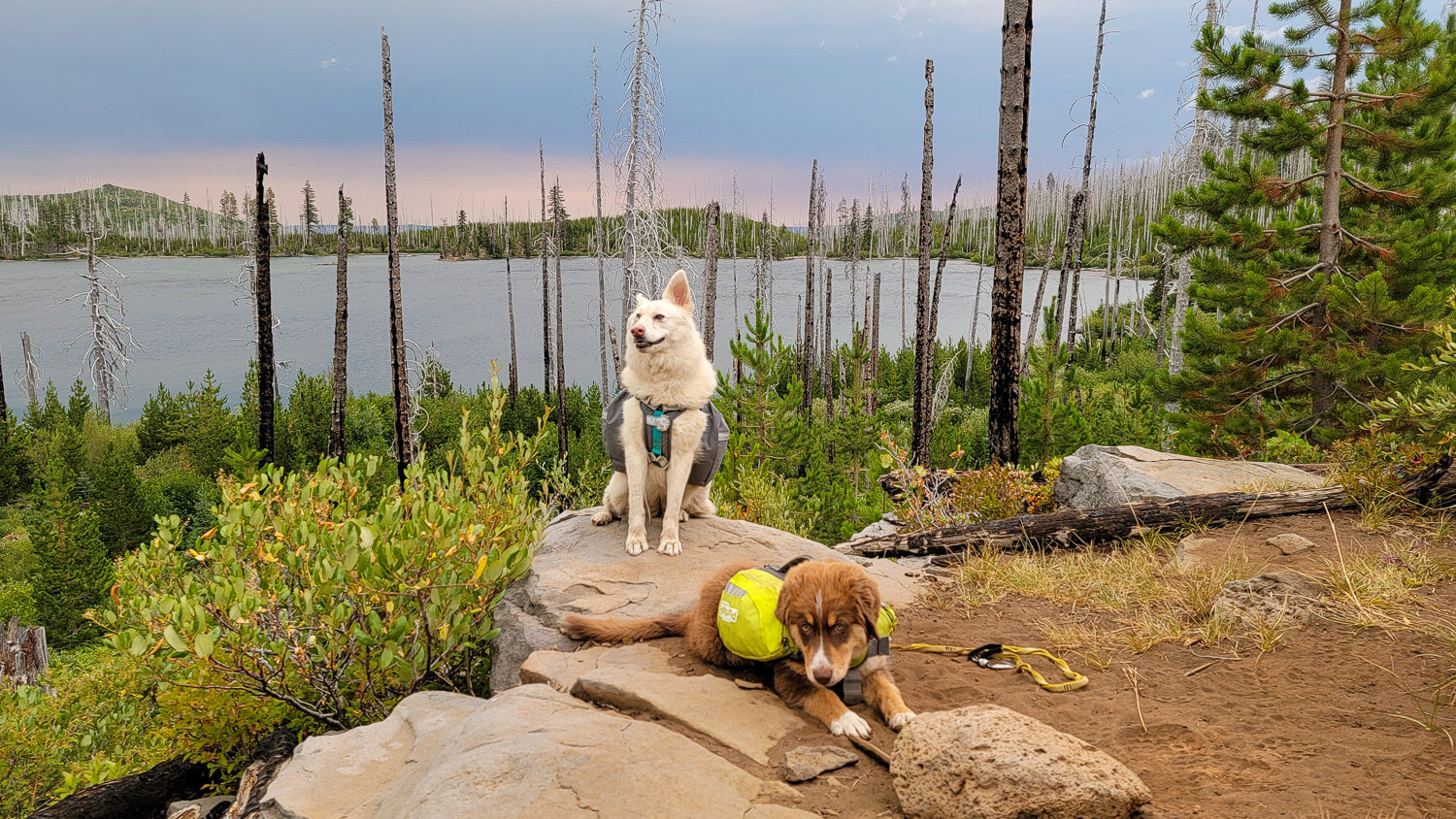 Two dogs sitting in front of a lake view with backpacks on