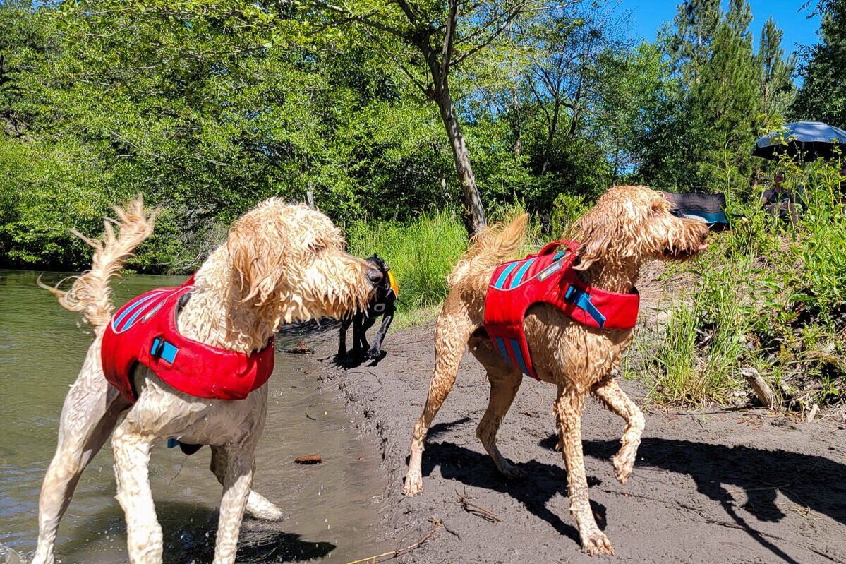 Taking proper precautions, like putting your dog in a life jacket around deep or fast moving water, will help ensure your first aid kit remains a “just-in-a-case item”
