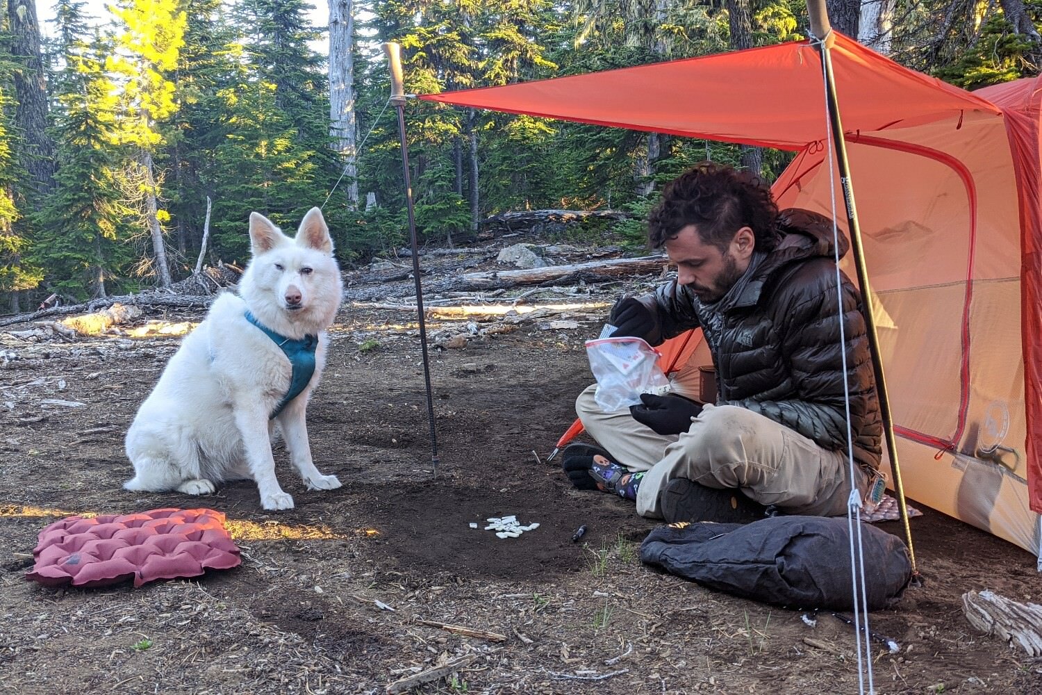 a dog sitting in a campsite next to a hiker under a tent awning