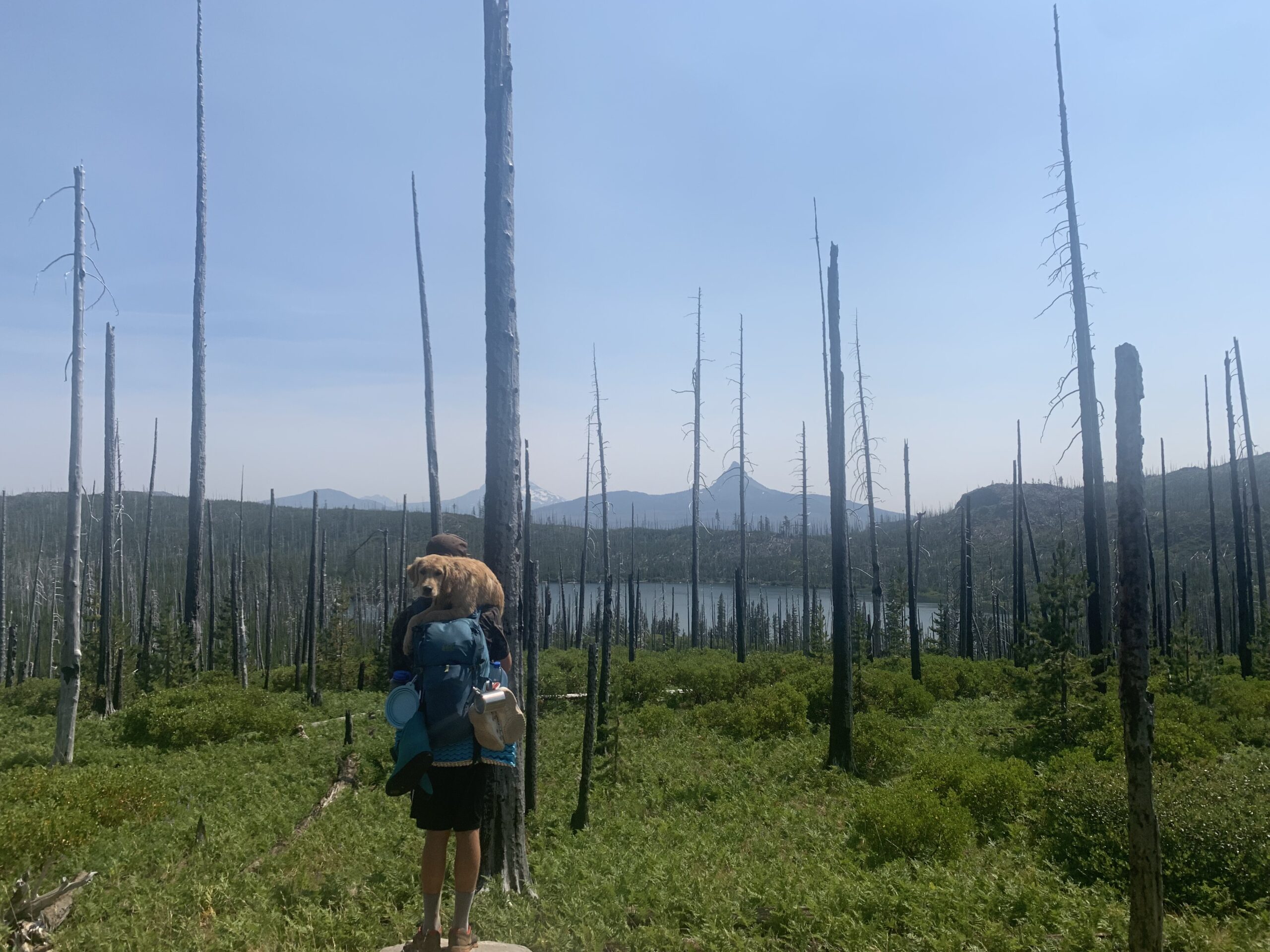 a backpacker carries a puppy in the three sisters wilderness