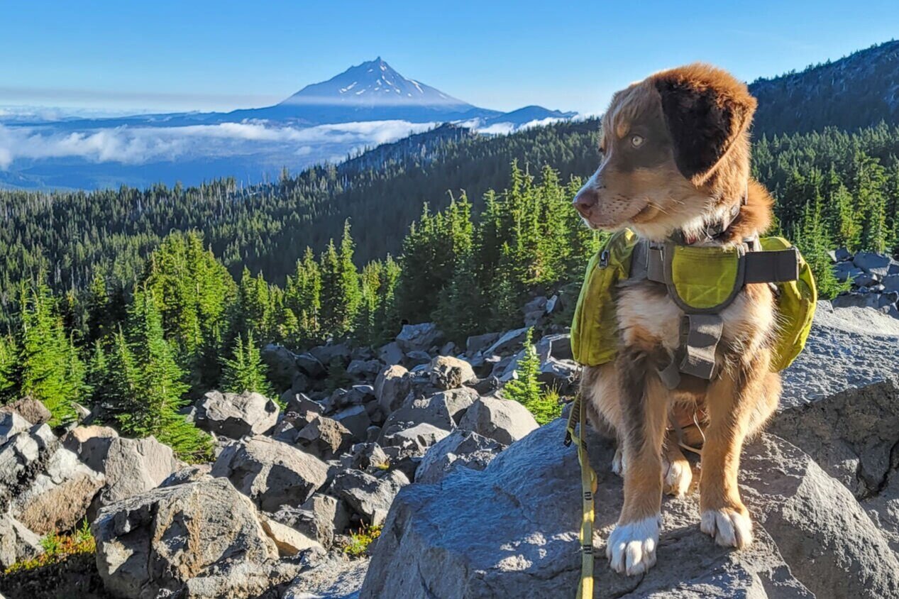 TIMBER IS WEARING THE OUTWARD HOUND DAYPAK without much in it for her first backpacking trip