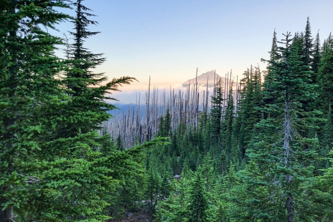 The openness due to the lack of brush makes it possible to see distant views of Cascade Mountains like Mt. Jefferson