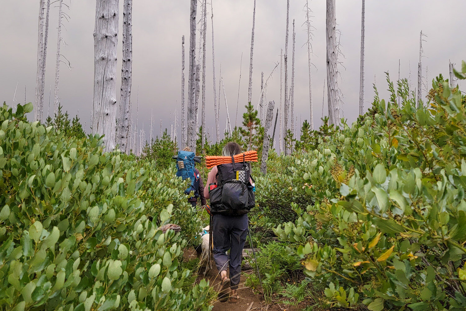 Thick manzanita brush lines most of the Old Summit Trail - we recommend wearing pants to protect your legs