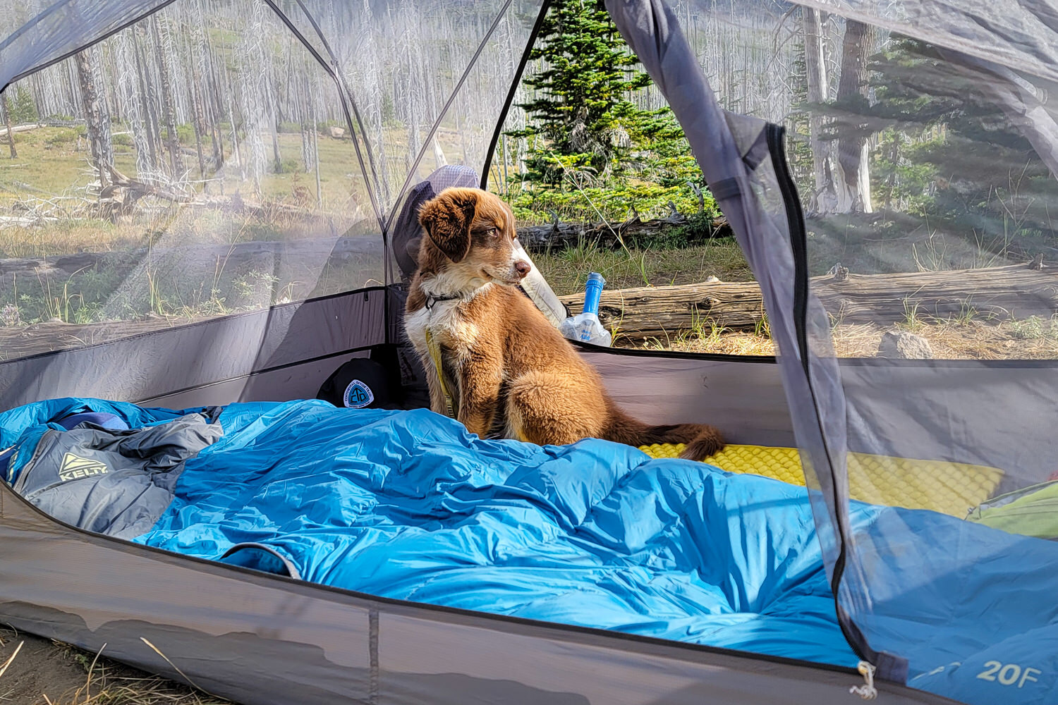 The Kelty Cosmic Down 20 is affordable & durable so it’s a great choice for backpacking with a furry companion