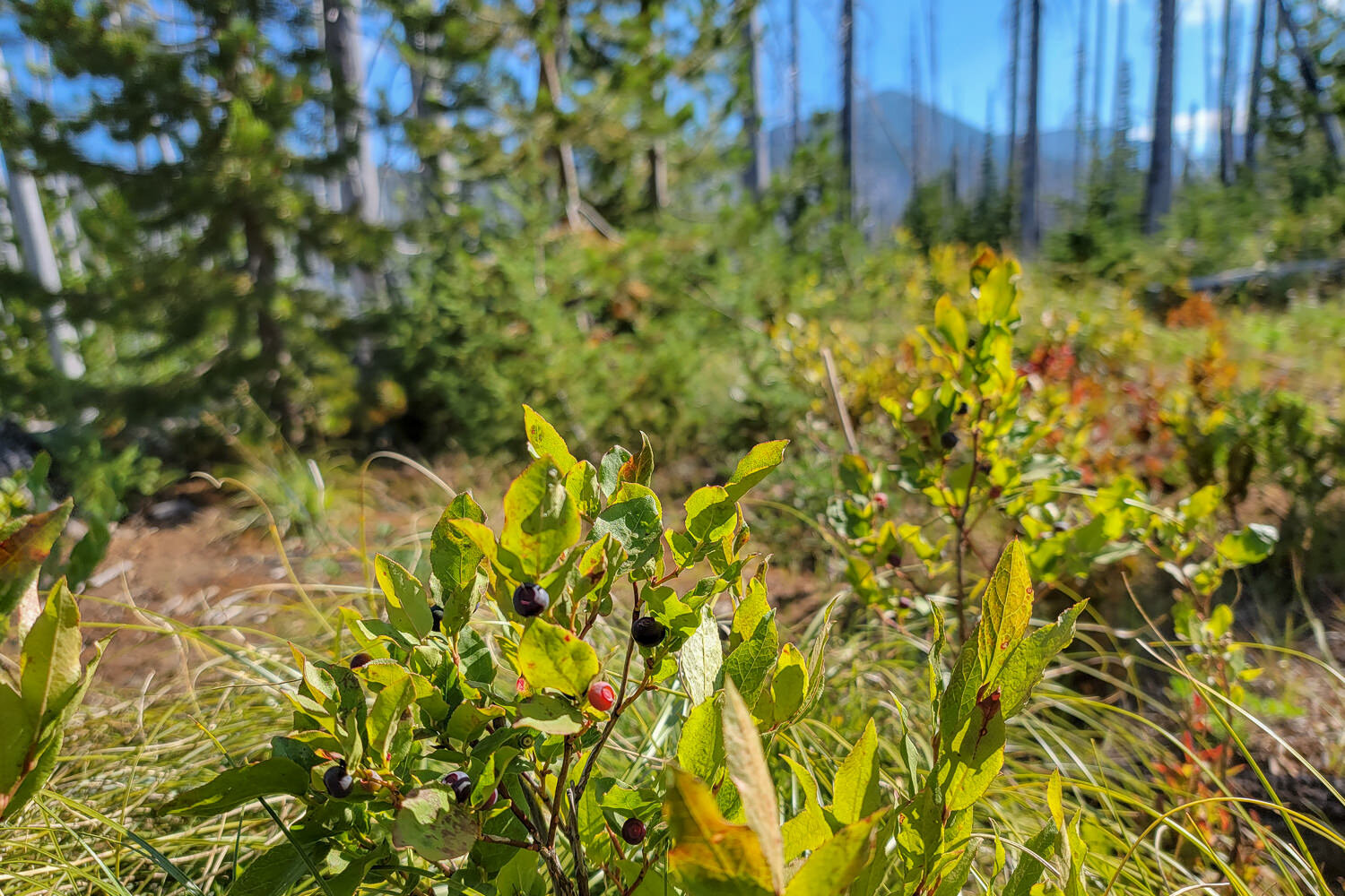 Huckleberries are abundant along the trail in late July and early August