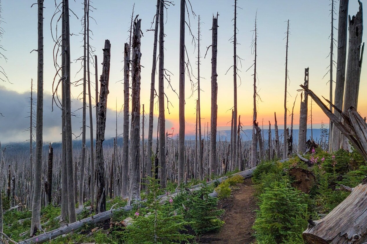 Most of the route is in a burn area - the stands of white ghost trees are eerie and strikingly beautiful