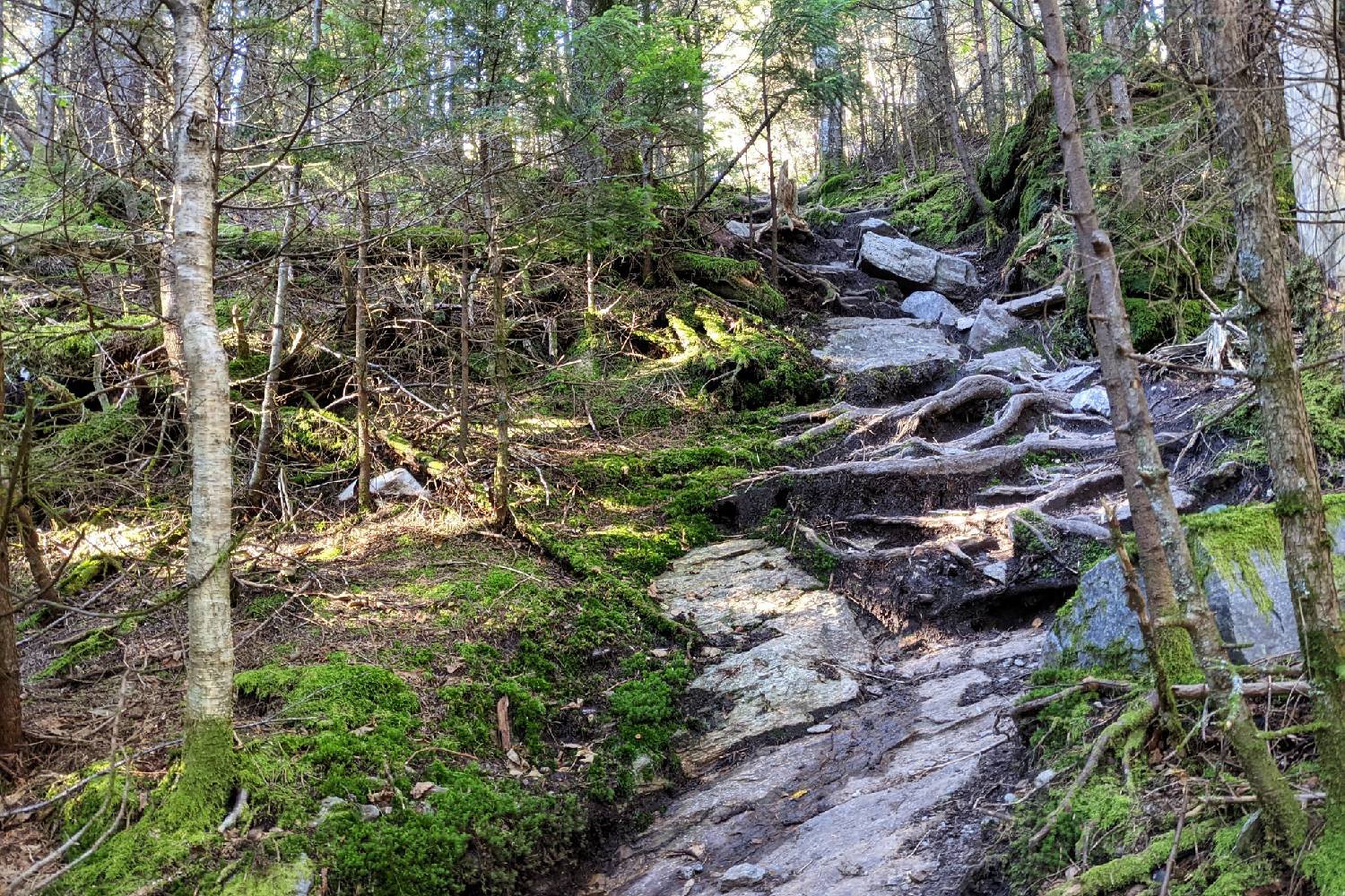 A section of the Long Trail covered in rocks and roots