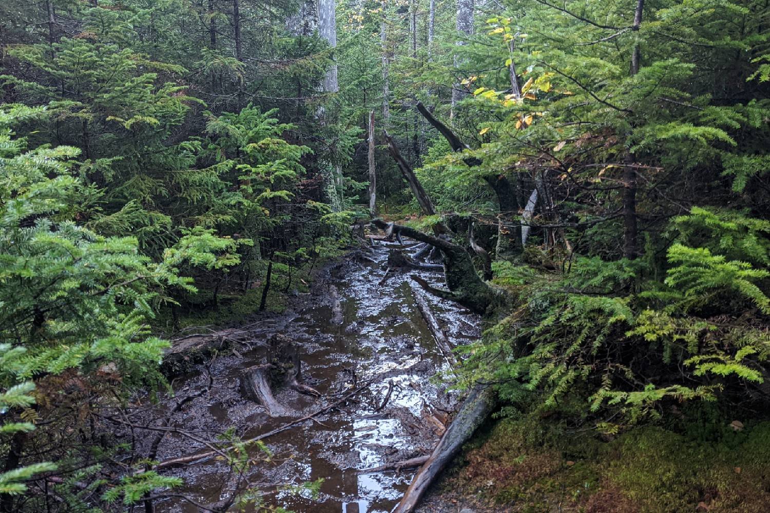 A very muddy section of the Long Trail