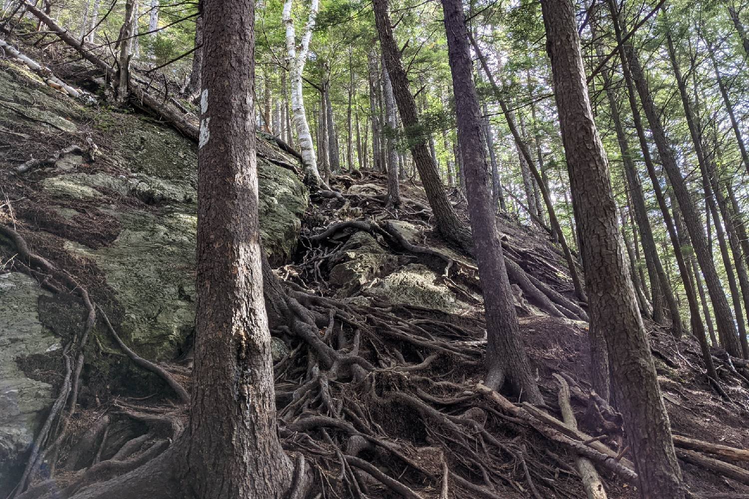 A section of the Long Trail covered in roots